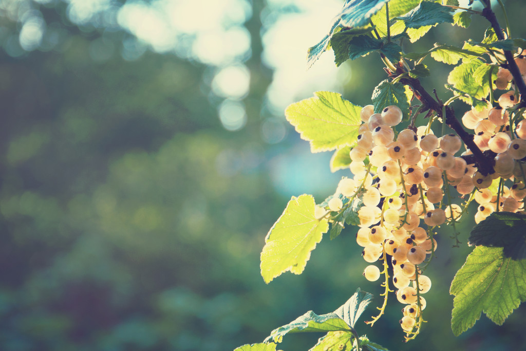 white currant by walia