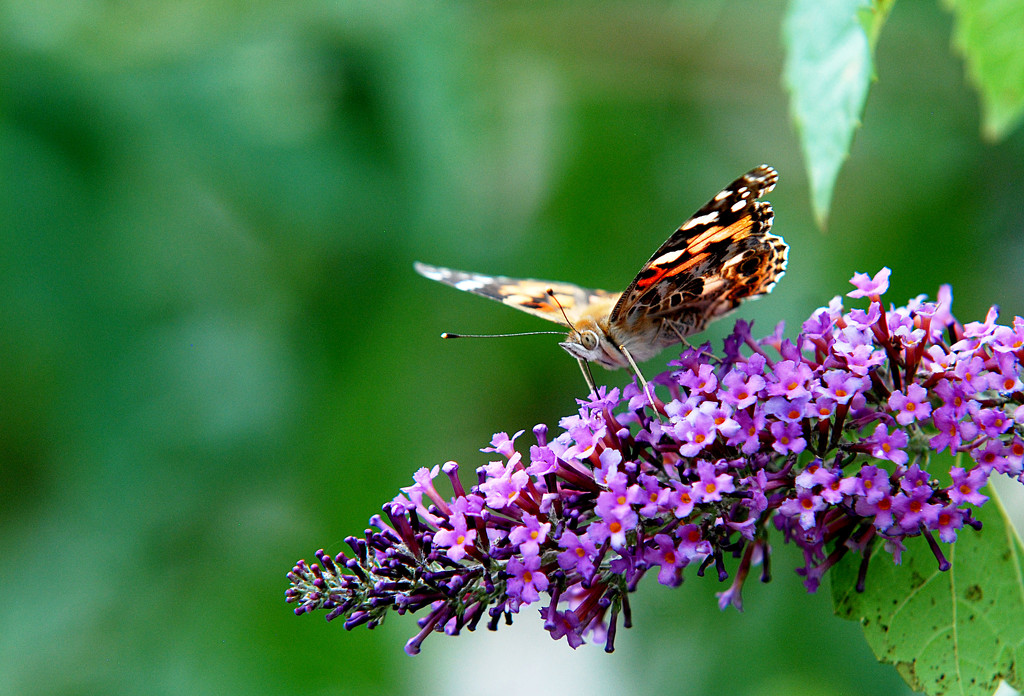 Sipping on nectar! by fayefaye