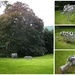 Beech tree and art sculptures.  by pyrrhula