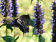 20th Sep 2014 - Eastern Tiger Swallowtail Butterfly