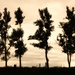 Tree Silhouettes by edie
