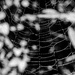web by aecasey
