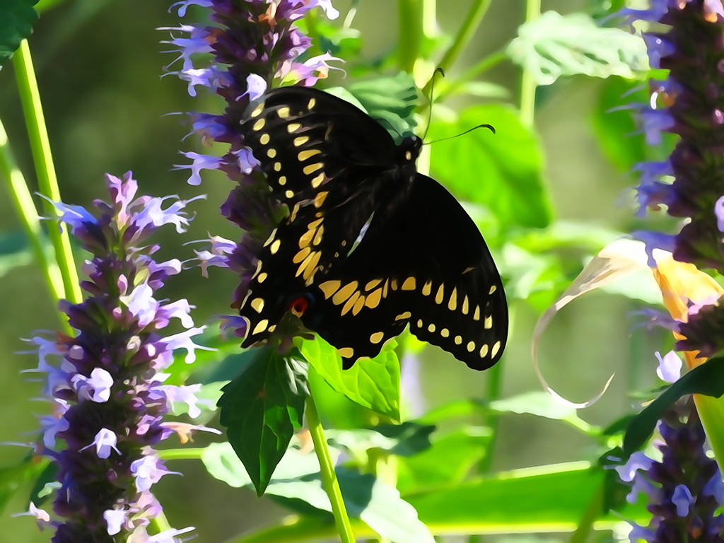 Black Swallowtail Butterfly by khawbecker
