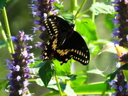 18th Sep 2014 - Black Swallowtail Butterfly