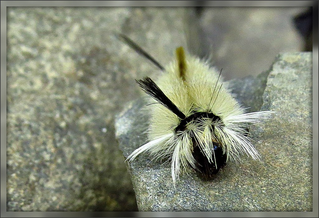 White Tussock Moth Caterpillar by olivetreeann