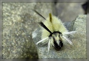 20th Sep 2014 - White Tussock Moth Caterpillar