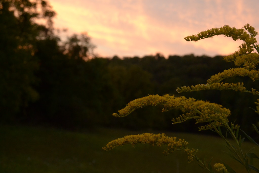 Goldenrod at dawn by francoise