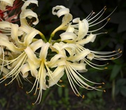 21st Sep 2014 - Spider lily, Magnolia Gardens, Charleston, SC