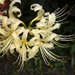 Spider lily, Magnolia Gardens, Charleston, SC by congaree