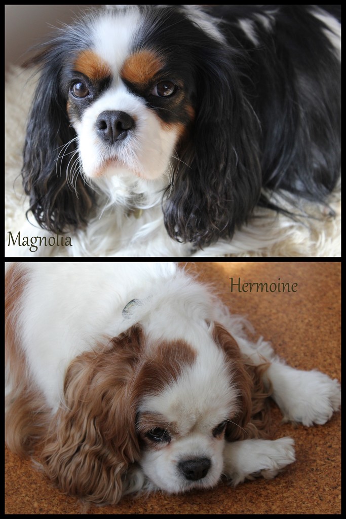 Meet Magnolia & Hermoine by gilbertwood