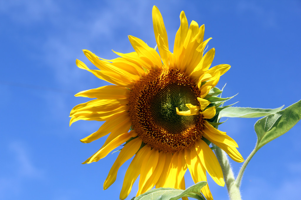 Looking up at Sunflower by hjbenson