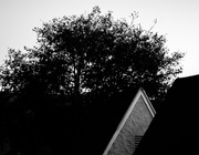 19th Sep 2014 - (Day 218) - Tree & Rooftops
