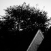 (Day 218) - Tree & Rooftops by cjphoto