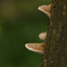Mushroom on Tree Trunk by leonbuys83