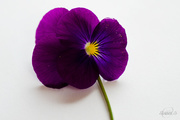 21st Sep 2014 - Viola tricolor