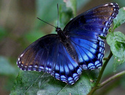 21st Sep 2014 - Red-spotted Purple