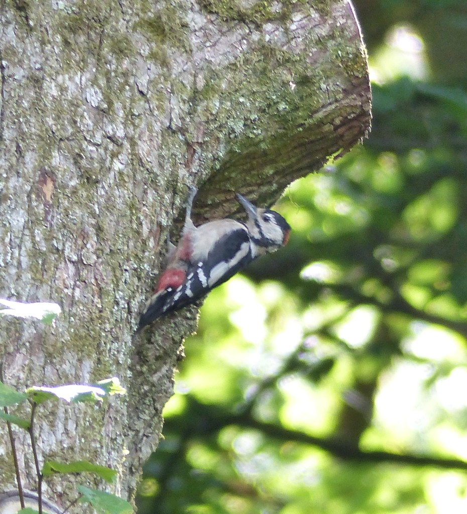  Greater Spotted Woodpecker in the Woods by susiemc