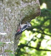 21st Sep 2014 -  Greater Spotted Woodpecker in the Woods