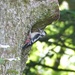  Greater Spotted Woodpecker in the Woods by susiemc