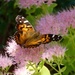 Wall Brown Butterfly Wing Markings by khawbecker