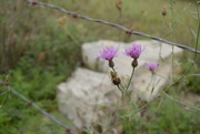 21st Sep 2014 - flowers in front of a rock