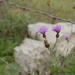 flowers in front of a rock by francoise