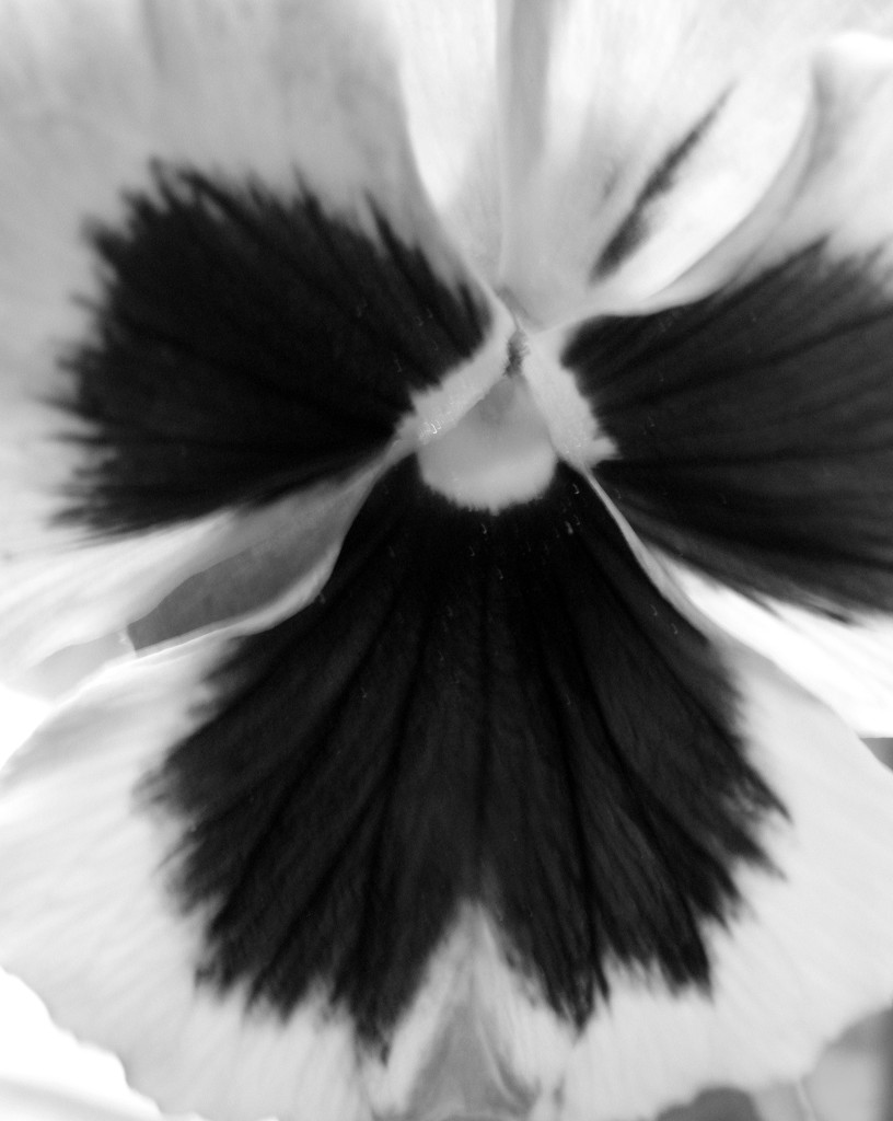 September 21: Pansy in black and white by daisymiller
