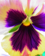 21st Sep 2014 - September 21: Colorful Pansy