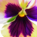 September 21: Colorful Pansy by daisymiller