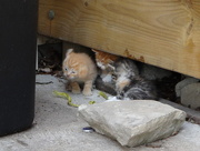 20th Sep 2014 - Kittens