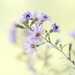 September Wildflowers by lynnz