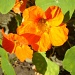 The last of the Nasturtiums. by snowy