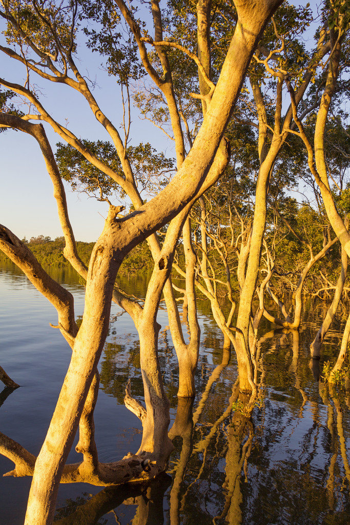 Mangroves2 by corymbia