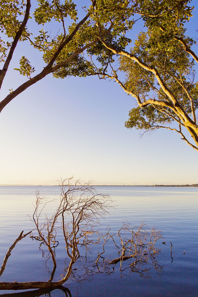 Mangroves4 by corymbia