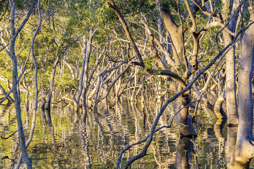 Mangroves6 by corymbia