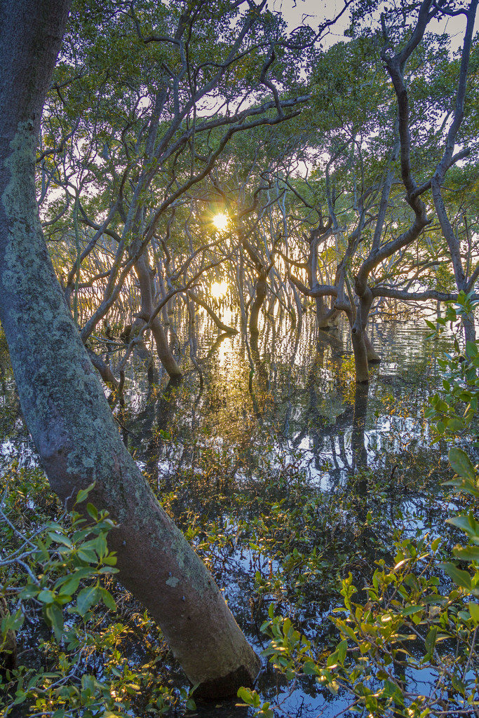 Mangroves7 by corymbia