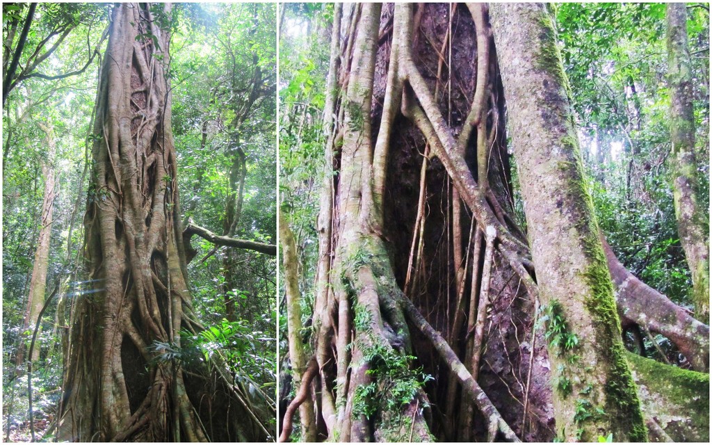Magnificent Rain Forest Trees. by happysnaps