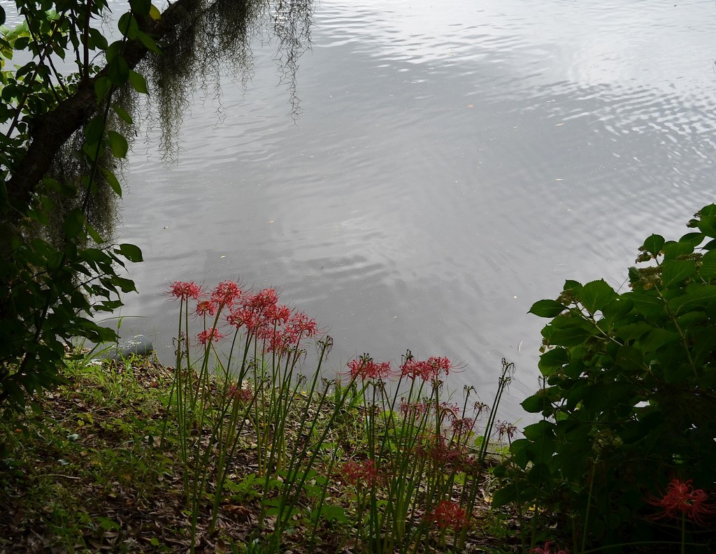 Spider lilies along the bank of the Ashley River, Magnolia Gardens, Charleston, SC by congaree