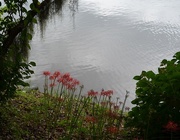 22nd Sep 2014 - Spider lilies along the bank of the Ashley River, Magnolia Gardens, Charleston, SC