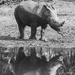 Baby White Rhino by salza