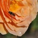 native bee by winshez