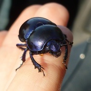 17th Sep 2014 - Beetle