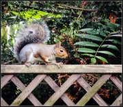 22nd Sep 2014 - Cheeky squirrel