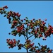 Berries against a blue sky by rosiekind