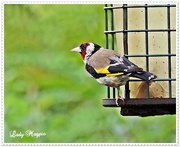 22nd Sep 2014 - Oi You - This Feeder's Empty.