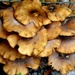 Fungi  by beryl