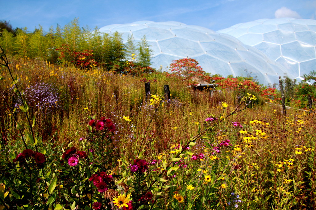 Wild flowers at the Eden Project by busylady