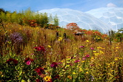 22nd Sep 2014 - Wild flowers at the Eden Project