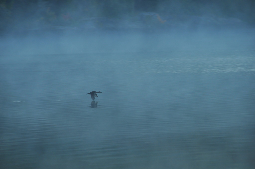 Early morning flight on a misty lake - Algonquin #5 by jayberg