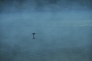 22nd Sep 2014 - Early morning flight on a misty lake - Algonquin #5